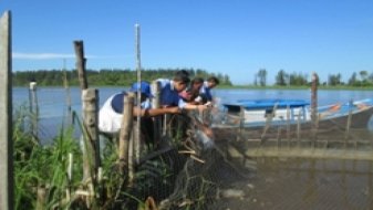 Managing Parrot Fish with Keramba Tancap Method